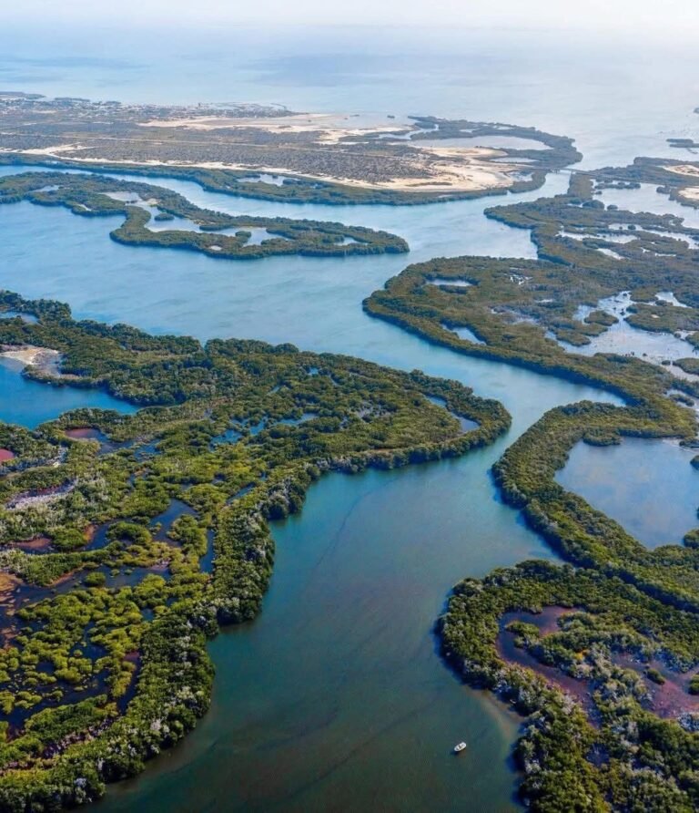 Vista aérea de los canales de manglar de la Laguna de La Restinga, Isla de Margarita